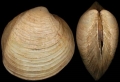 Austriella corrugata