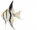 Pterophyllum spp