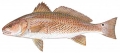 Sciaenops ocellatus