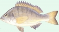 Sparus macrocephalus