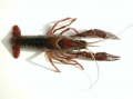 Procambarus clarkii