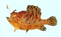 Antennarius hispidus