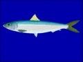 Sardinella