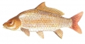 Cyprinus carpio