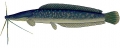 Clarias gariepinus