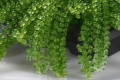 Caulerpa lentillifera