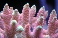 Acropora formosa