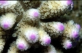 Acropora cerealis