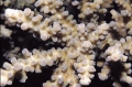 Acropora austera