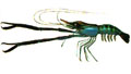 Macrobrachium rosenbergii