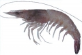 Metapenaeus ensis